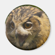 aigle owl.jpg magnets