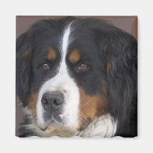 Aimant carré de Berner Sennenhund