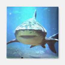 Aimant carré de requin