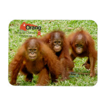 Aimant d'amis de l'Outreach 3 d'orang-outan Magnet Souple