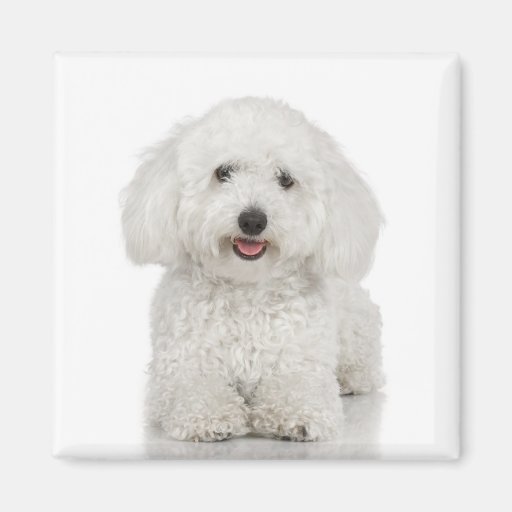 Aimant de Bichon Frise