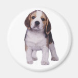 Aimant de chiot de beagle