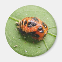 Aimant de ~ de chrysalides de coccinelle
