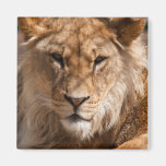 Aimant de lion