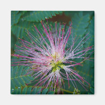 aimant de mimosa