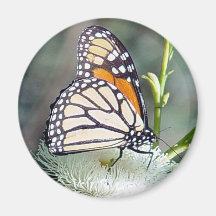 Aimant de papillon de monarque