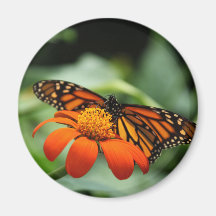 Aimant de papillon de monarque