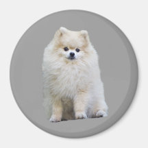 Aimant de Pomeranian