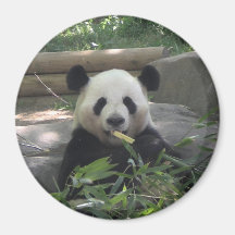 Aimant d'ours panda