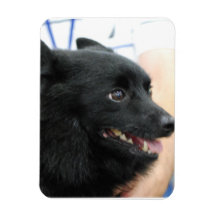 Aimant flexible de Schipperke