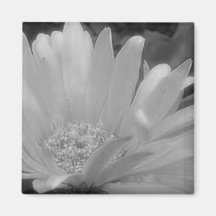 Aimant noir et blanc de marguerite de Gerber