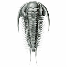 Aimant/sculpture de coupe-circuit de Trilobite Photo En Relief