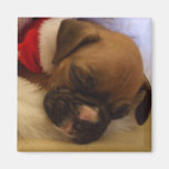 Aimant somnolent de chiot de boxeur de Noël