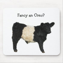 Aimez un Oreo ? Vache ceinturée à Galloway