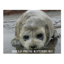 ak de kotz de bébé phoque carte postale