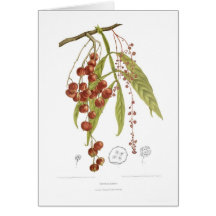 Alata d'Otorpha Cartes De Vœux
