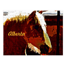 Alberta, Canada, cheval d'oseille en carte postale
