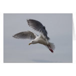 alki de mouette en vol aujourd'hui cartes de vœux
