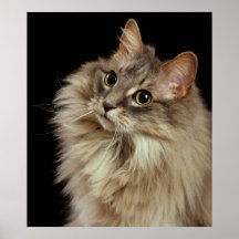 Allie 3 posters