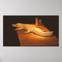 Alligator albinos posters