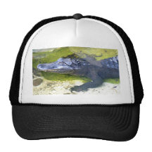 Alligator américain casquette de camionneur