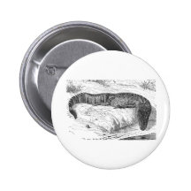 Alligator américain pin's