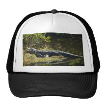 Alligator au soleil casquette