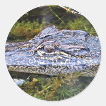 Alligator Autocollant Rond