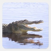 Alligator Autocollants