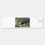 Alligator Autocollants Pour Voiture