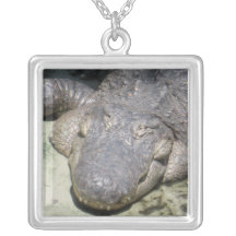 Alligator Bijouterie