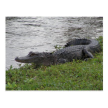 Alligator Cartes Postales
