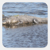 Alligator d'alligator dans l'eau autocollants