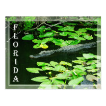 Alligator dans les marais parc national, la Florid Cartes Postales