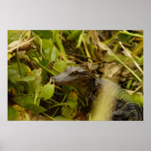 Alligator de bébé affiche