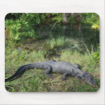 Alligator de marais tapis de souris