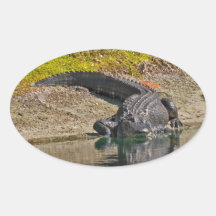 Alligator exposant au soleil sur la banque d'un ét autocollant ovale