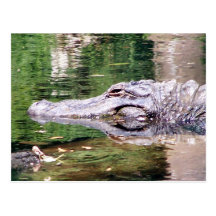 Alligator sur le mouvement carte postale
