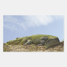 Alligator très grand stickers rectangulaires