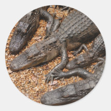 alligators autocollants ronds