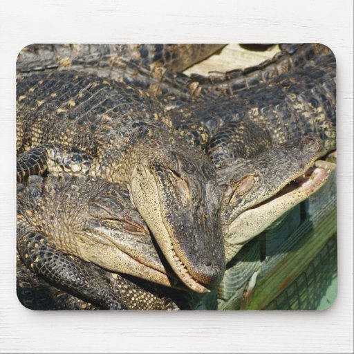 Alligators câlins tapis de souris