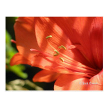 Amaryllis 01 Briefkaart Wens Kaarten