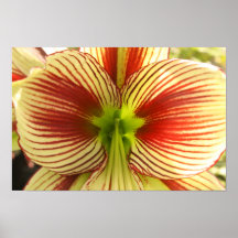 Amaryllis de papillon poster