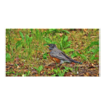 Américain Robin sur l'herbe Carte Avec Photo