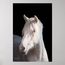 Amerikaanse Bashkir krullende het merrieveulendruk Posters