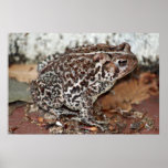 Ami ou grenouille posters