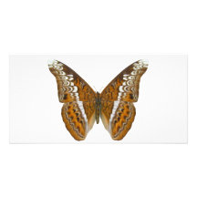 Amiral Butterfly Photocarte Customisée