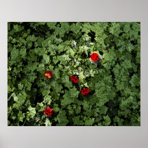 Amis Posters