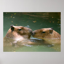 Amour dans l'eau affiches