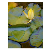 Amour dans un nénuphar carte postale